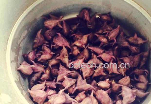 果蔬百科菱角怎么煮 菱角的做法大全-0