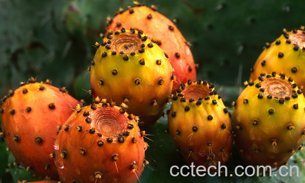 果蔬百科仙人掌果的功效与作用-0