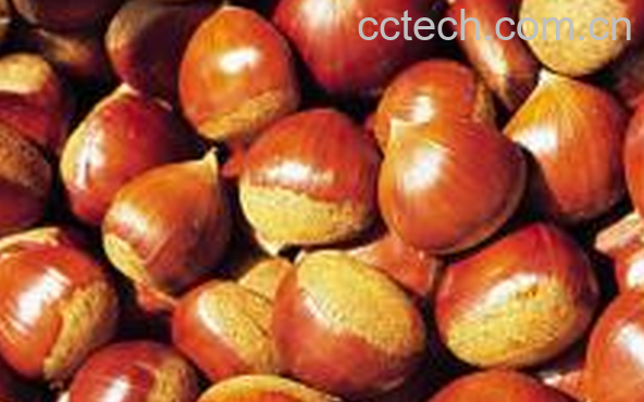 果蔬百科栗子的药用价值-0