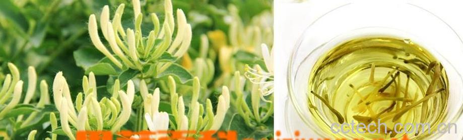 果蔬百科金银花泡茶功效与作用-0