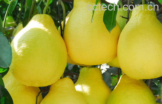 果蔬百科吃柚子的好处与坏处-0