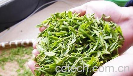 果蔬百科华顶云雾茶是什么茶-0