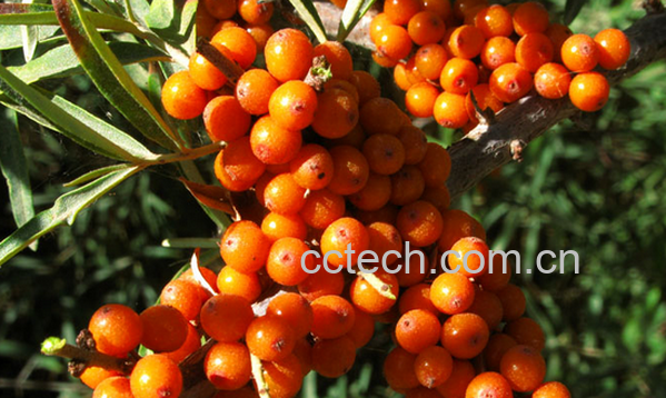 果蔬百科沙棘的营养价值与功效-0