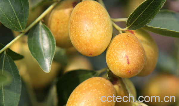 果蔬百科鲜枣的功效与作用-0