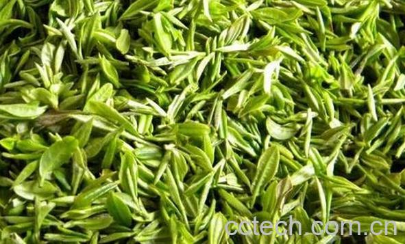 果蔬百科古丈毛尖的功效-0