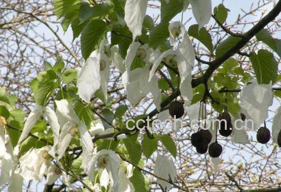 果蔬百科珙桐果的功效与作用-0