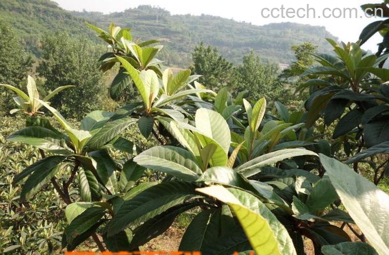 果蔬百科新鲜枇杷叶的副作用-0