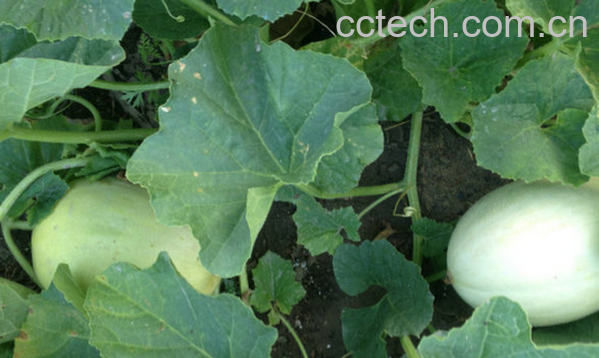 果蔬百科白兰瓜的功效与作用-0