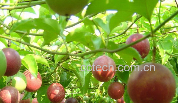 果蔬百科西番莲的药用价值与功效-0