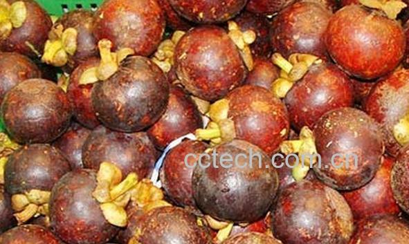 果蔬百科山竹茶-0