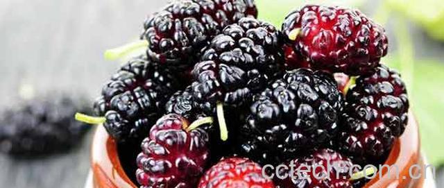 果蔬百科女人吃桑葚的好处-0