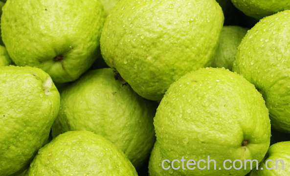 果蔬百科芭乐是什么-0