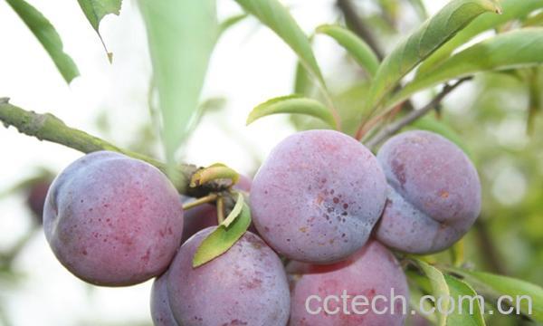 果蔬百科脆果的功效与作用-0