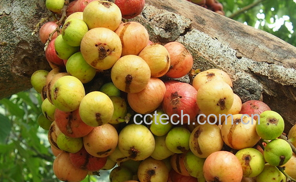 果蔬百科无花果怎么吃好-0