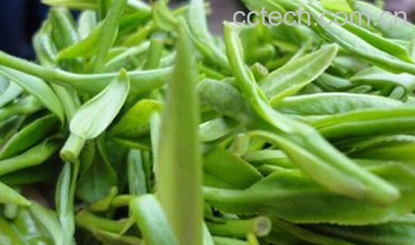 果蔬百科黄山毛峰-0