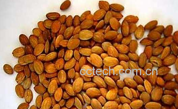 果蔬百科桃仁的药用价值与功效-0