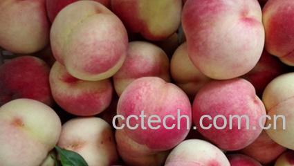 果蔬百科肥城佛桃的功效与作用-0