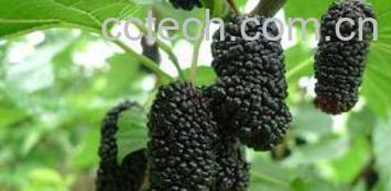 果蔬百科桑葚泡水喝的功效与作用-0