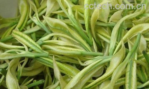 果蔬百科白茶-0