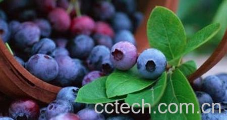 果蔬百科蓝莓汁的功效与作用-0