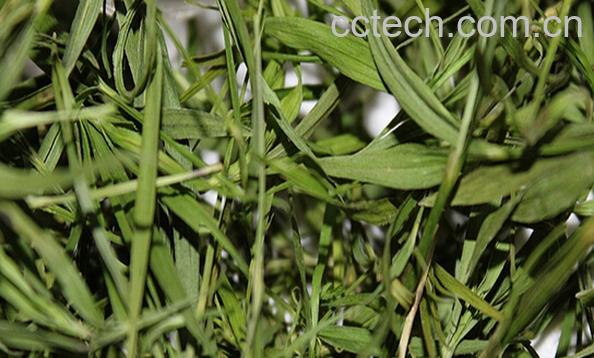 果蔬百科竹叶青茶-0