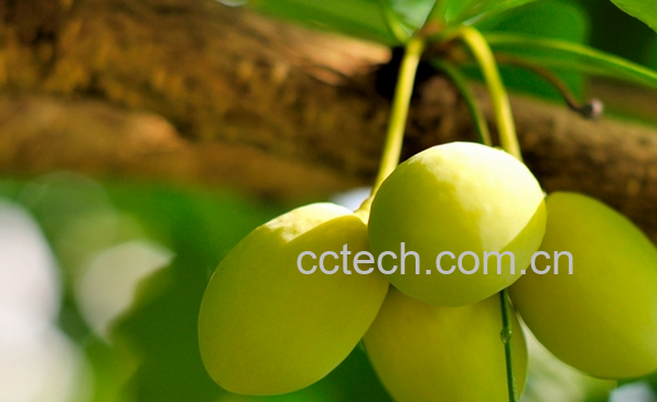 果蔬百科银杏果的药用价值与功效-0