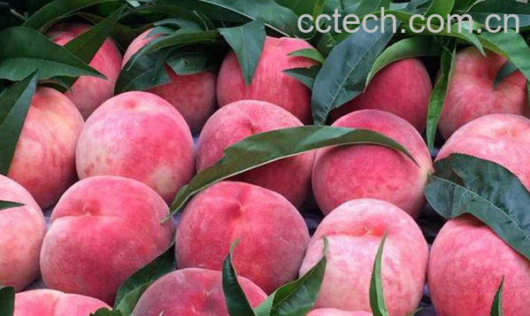 果蔬百科桃的功效与作用-0