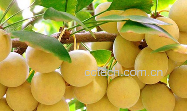 果蔬百科银杏的药用功效与作用-0