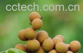 果蔬百科龙眼吃多了会怎么样 龙眼的副作用-0