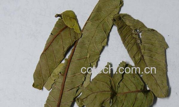 果蔬百科番石榴叶茶-0