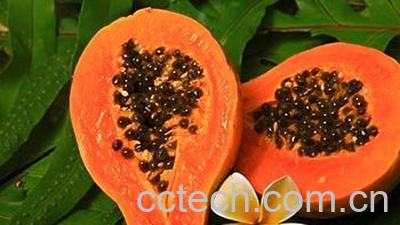 果蔬百科木瓜酵素的功效与作用-0