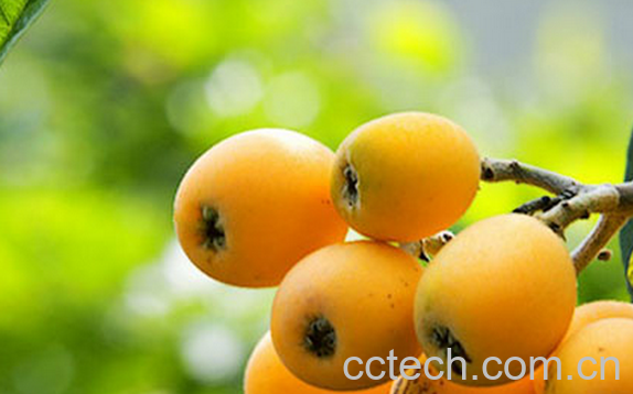 果蔬百科吃枇杷的禁忌-0