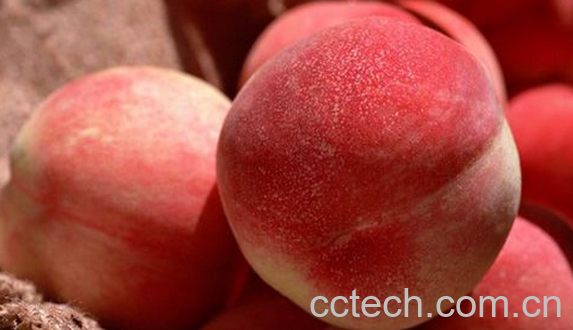 果蔬百科桃子的食疗功效与用法-0