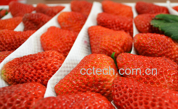 果蔬百科牛奶草莓的功效与作用-0