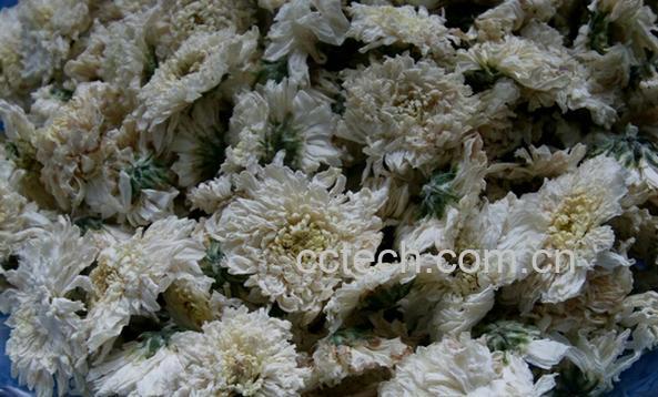 果蔬百科黄山贡菊-0