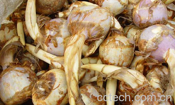 果蔬百科慈菇的功效与作用-0