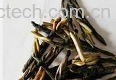 果蔬百科苦丁茶-0