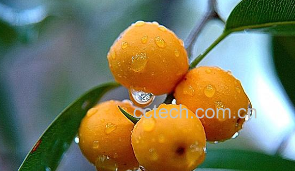 果蔬百科聚果榕的功效与作用-0