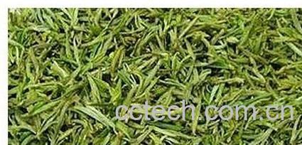 果蔬百科黄山毛峰-0