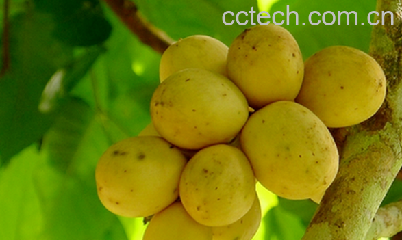 果蔬百科龙贡的功效与作用-0