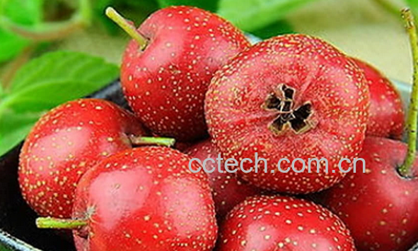 果蔬百科山楂怎么吃效果好-0