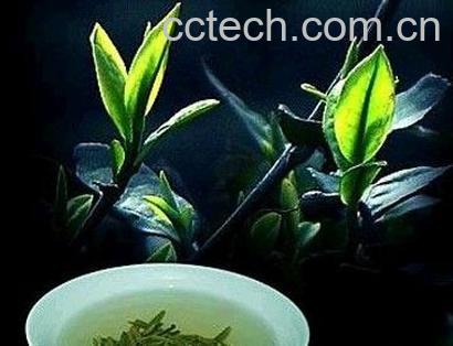 果蔬百科双井绿-0