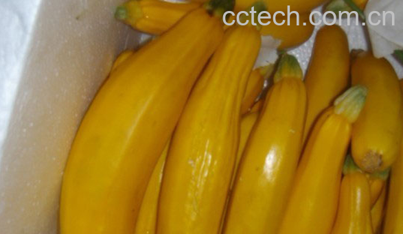 果蔬百科香蕉瓜的功效与作用-0