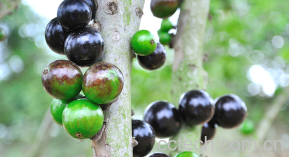 果蔬百科嘉宝果的功效与作用-0