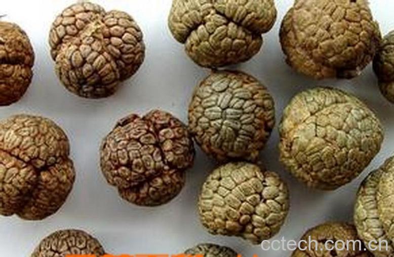 果蔬百科草果的功效作用和食用方法-0