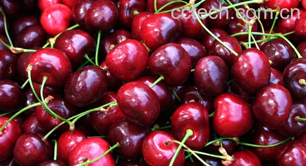 果蔬百科车厘子怎么保存好-0