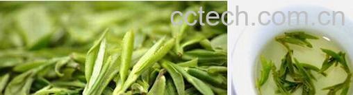 果蔬百科龙井茶-0