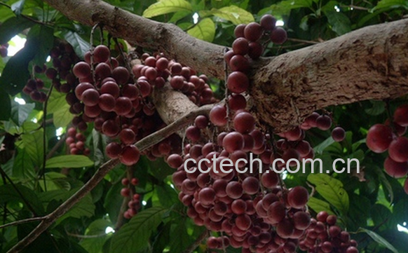 果蔬百科木奶果的功效与作用-0