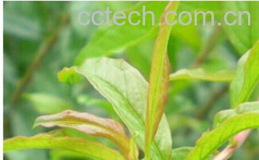 果蔬百科石榴叶茶-0