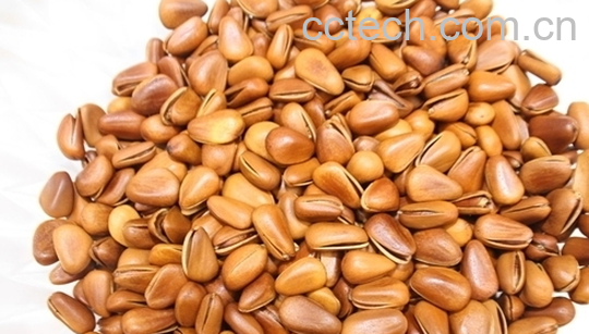 果蔬百科松子的功效与作用-0